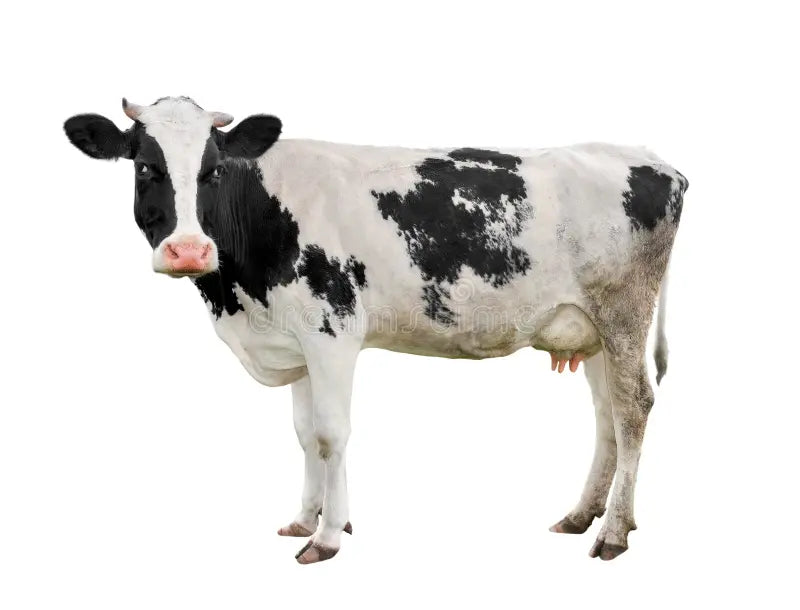 ربع عجل